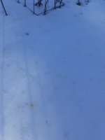 bee poop.jpg