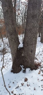 Split trunk oak.jpg
