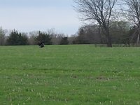 Turkey 4-19-23 5.jpg