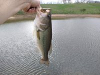 Bass 4-19-23.jpg
