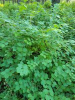 20230612_071048.jpg