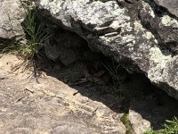 IMG_0164.jpeg