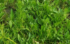 20230809_173910_CropConeFlower.jpg