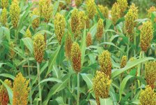 Sorghum.jpg