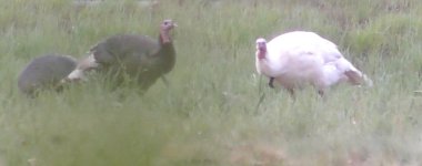 whiteturkey.jpg whiteturkey.jpg