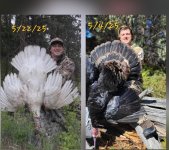 Turkeys.jpg