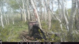 BEAR3.JPG