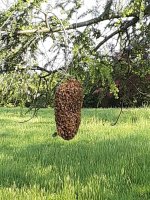 Swarm.jpg