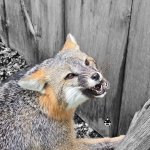 Grey Fox mount.jpg