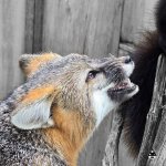 Fox detail.jpg