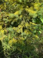 IMG_7054.jpeg