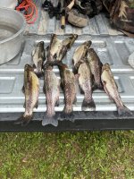 IMG_8136.jpeg