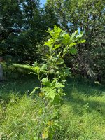 IMG_8592.jpeg