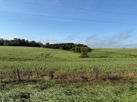 IMG_8633.jpeg