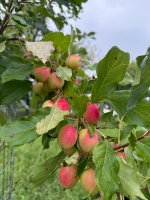 IMG_8675.jpeg