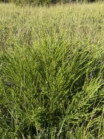 IMG_4092.jpeg