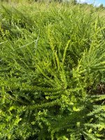 IMG_4089.jpeg