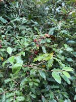 IMG_4084.jpeg