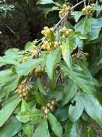 IMG_4083.jpeg