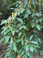 IMG_4082.jpeg