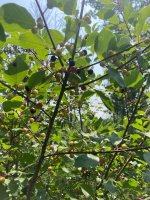 IMG_7785.jpeg