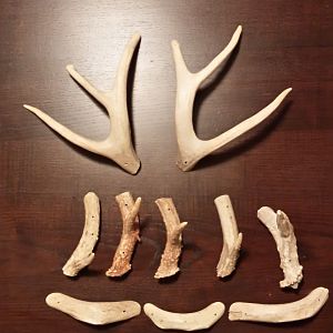 Antler projects