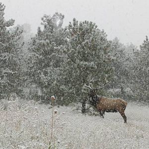 Snowy Day Big Bull