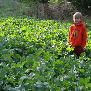 First brassica plot