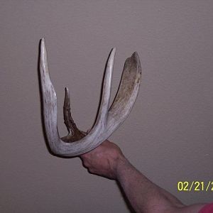 2010 Shed Hunting