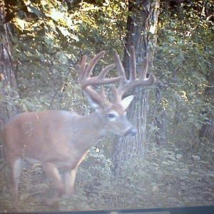 2010 Trail Cam Pictures
