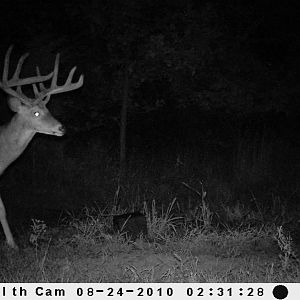 Trail Cam Pictures 2010