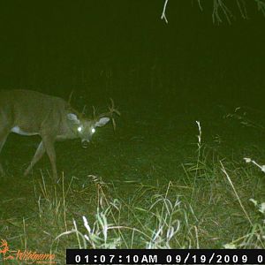 2010 Deer
