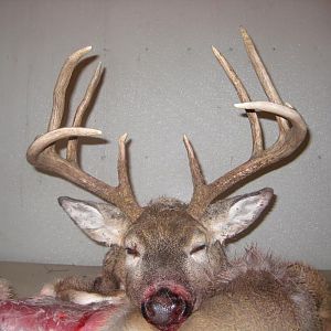 2010 Bow Buck