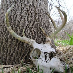 2011 shed hunting
