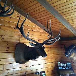 2010 idaho elk