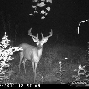 2011 Trail Cams