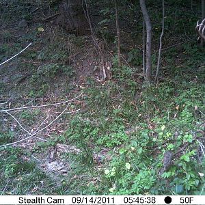 Trail Cam