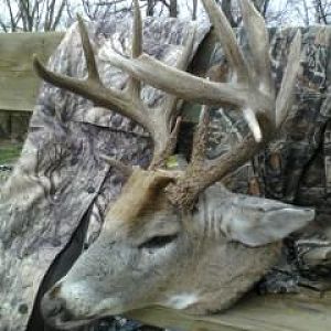 white tail 2011