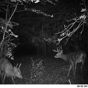 Trail Cam