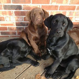 Shed Lab Puppies