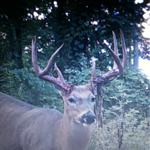 2012 Trail cam