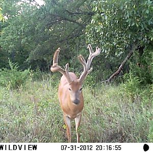 8-24-2012 TRAIL CAMERA PICTURES