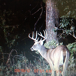 Trail camera 2012