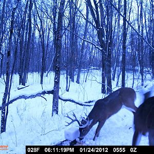 Trail cam pics of Ted