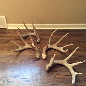 2013 Shed Season Finds