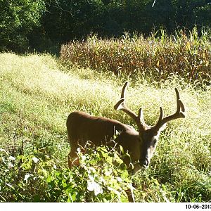 10/6/13 Velvet buck