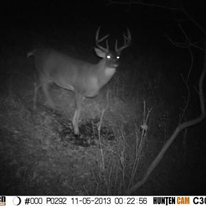 2013 Trail Camera Pictures
