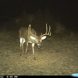 Deer Cams