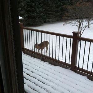 Back yard buck