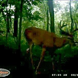 Trail cams 2014